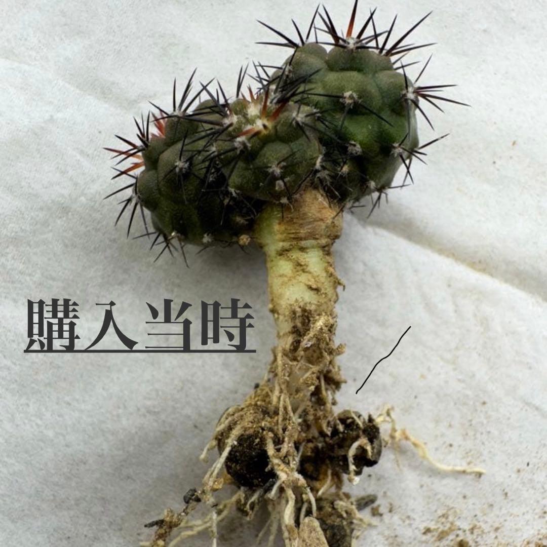 【極上・自根】コピアポア 黒王丸 3頭群生 実生（検 孤竜丸 青磁肌）