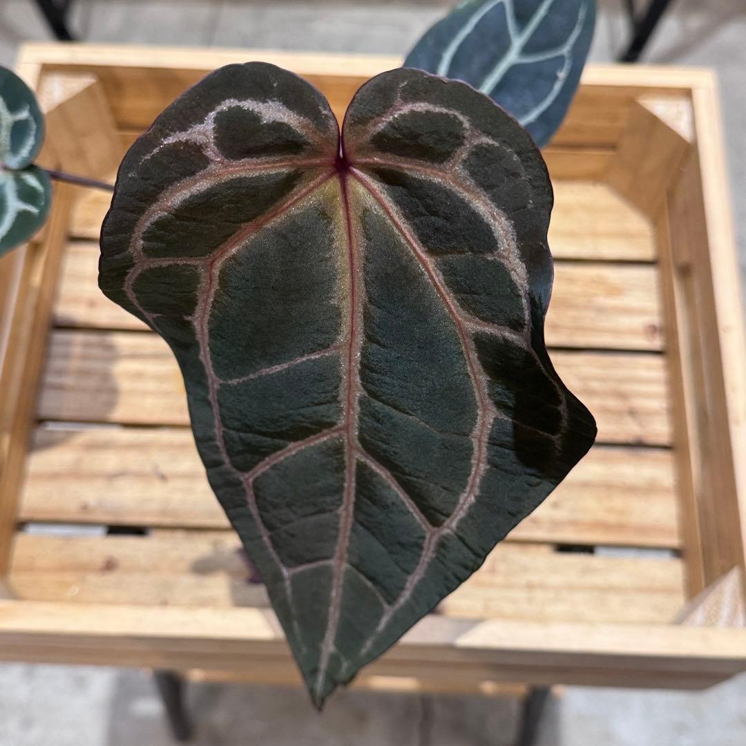 マ*ン様 53 アンスリウム　’パープルクリスタリナム‘ 色濃いめ