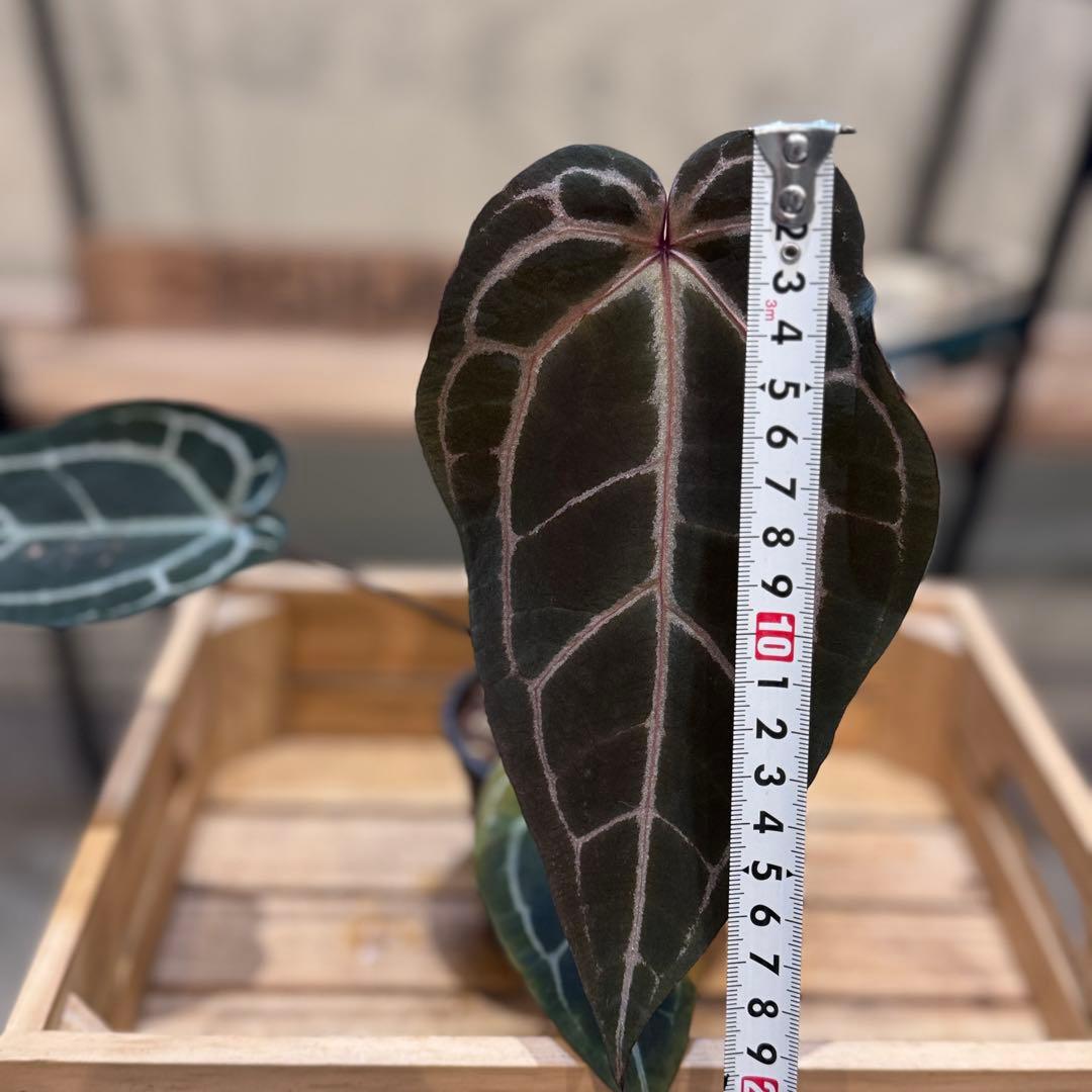 マ*ン様 53 アンスリウム　’パープルクリスタリナム‘ 色濃いめ