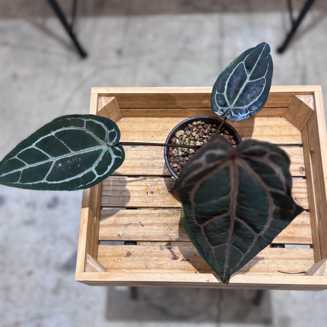 マ*ン様 53 アンスリウム　’パープルクリスタリナム‘ 色濃いめ