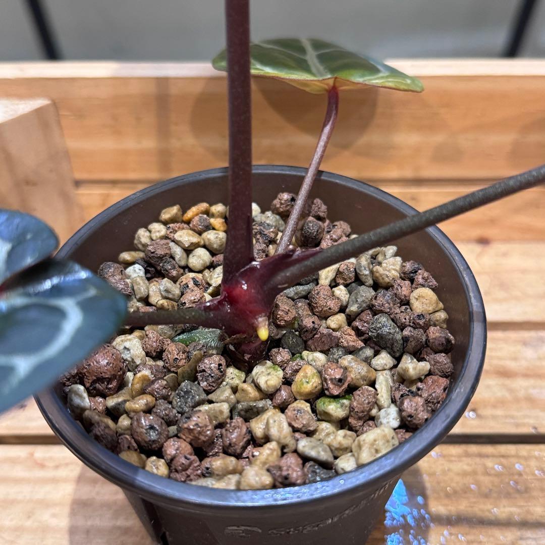 マ*ン様 53 アンスリウム　’パープルクリスタリナム‘ 色濃いめ