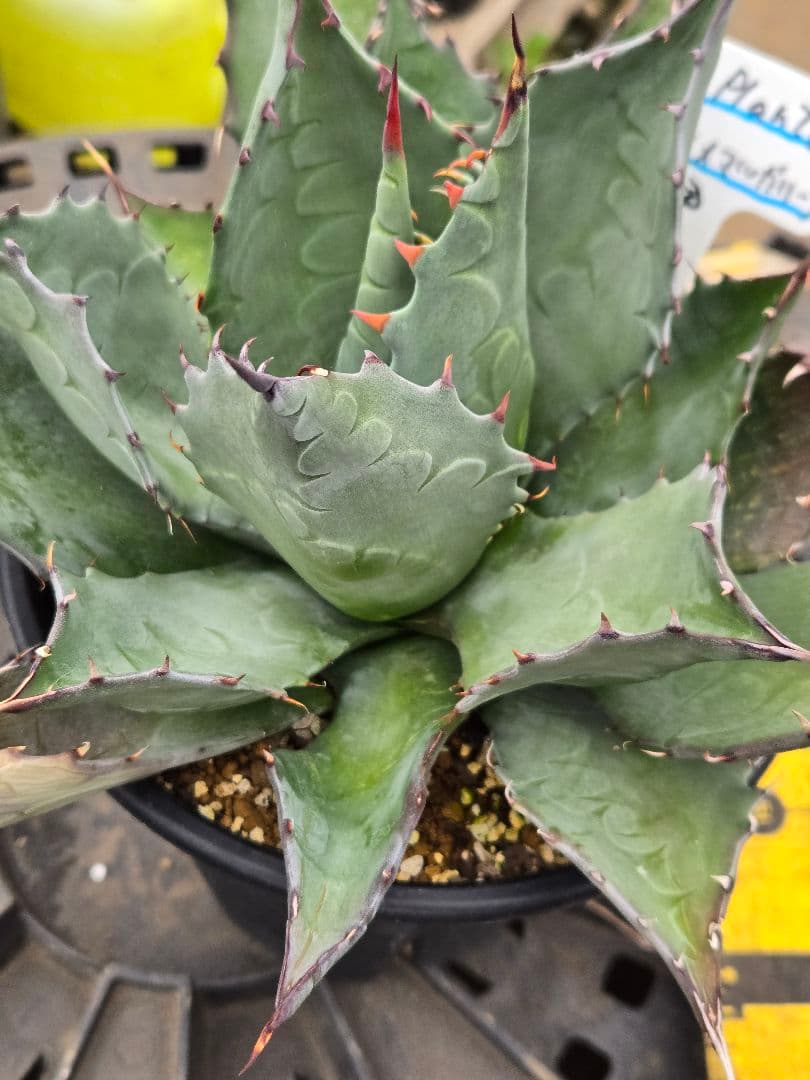 アガベ 　ハイブリッド　パラサナ×マルガリータ②