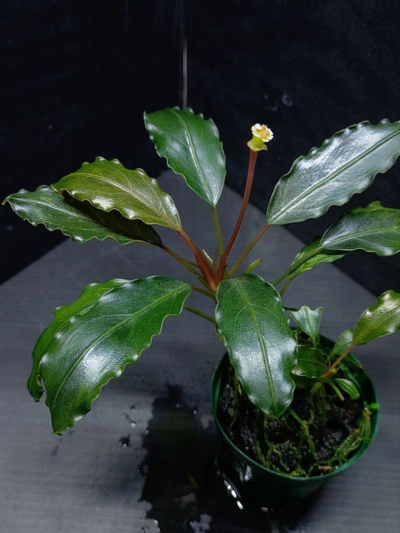 ブセファランドラ sp.“Dark gray” TB便