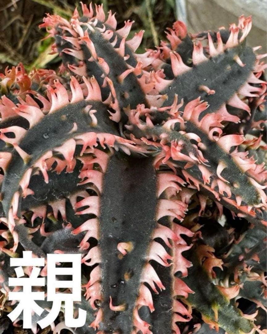 特上　アロエ　ハイブリッド　Aloe hybrid 子株　第四種