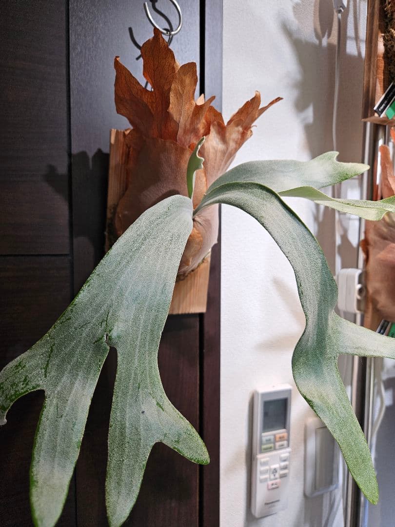 FSQ-S 胞子培養苗2　板②