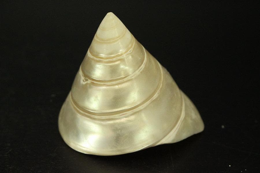 オウムガイ タカセガイ まとめて(ZE491)