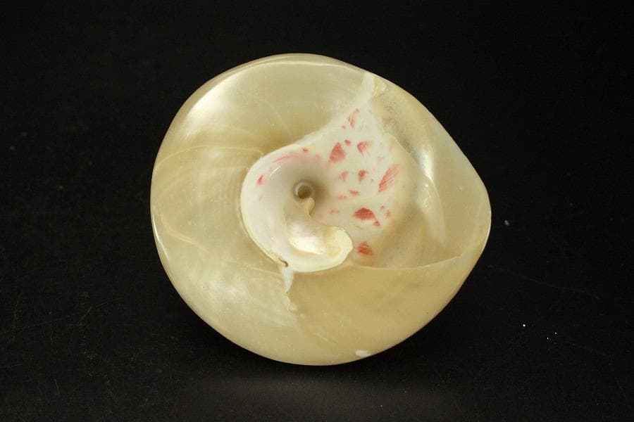 オウムガイ タカセガイ まとめて(ZE491)