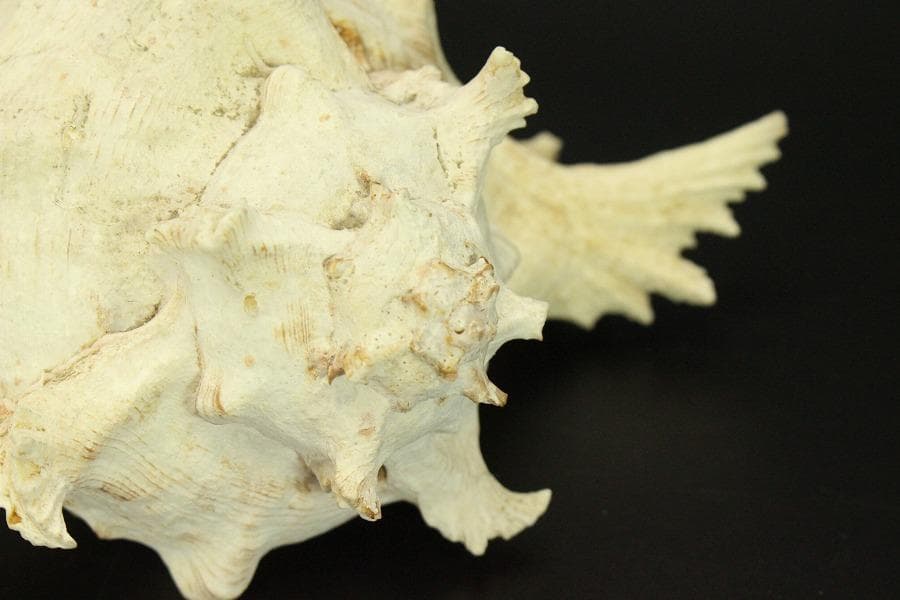 オウムガイ タカセガイ まとめて(ZE491)