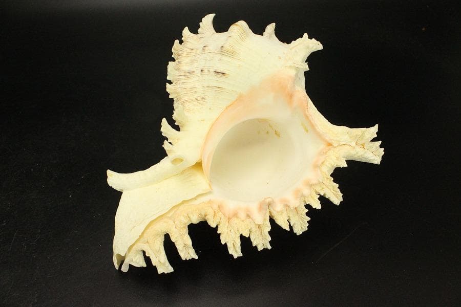 オウムガイ タカセガイ まとめて(ZE491)