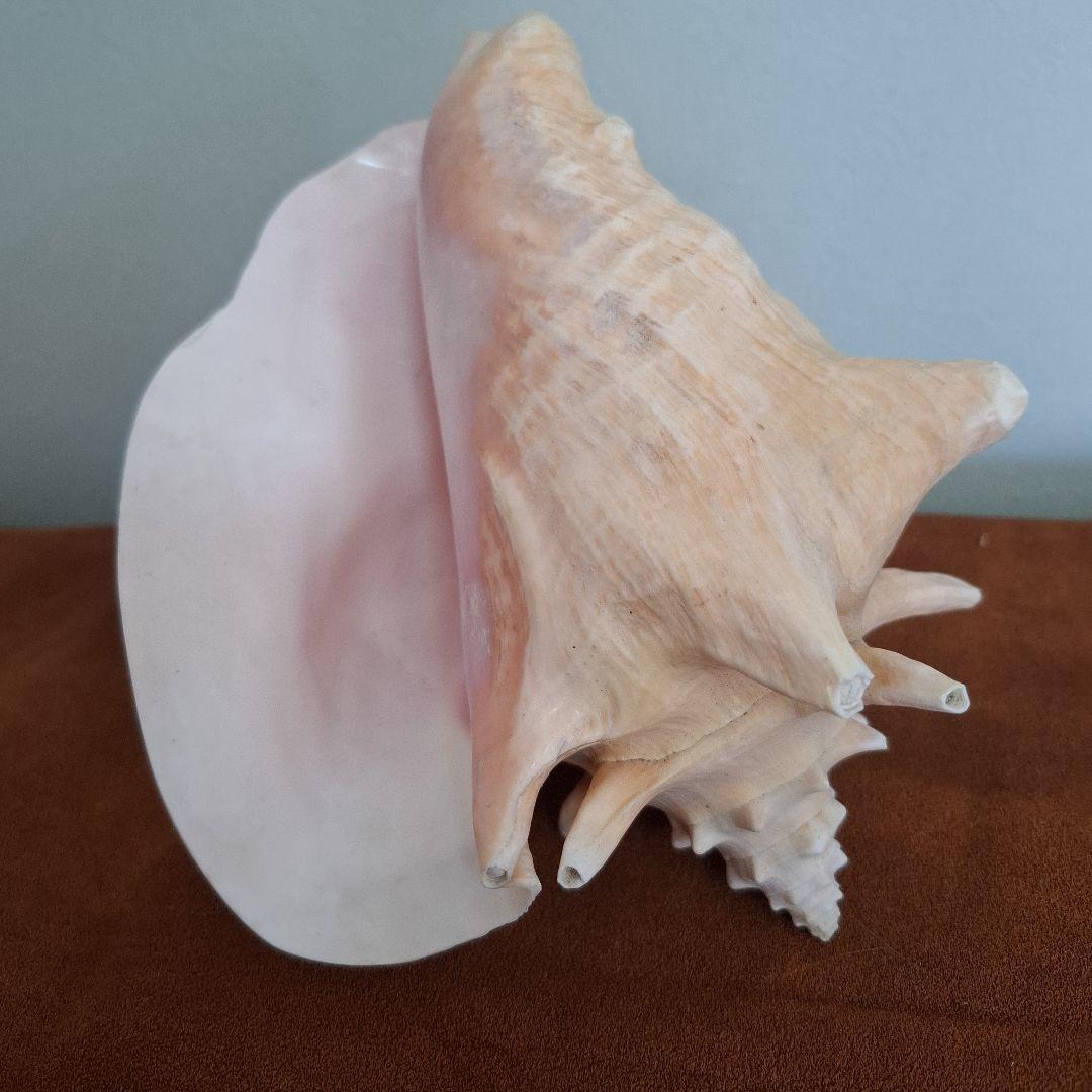 クイーンコンクシェル　巻き貝　カリブ海　有機質宝石の元　コンク貝