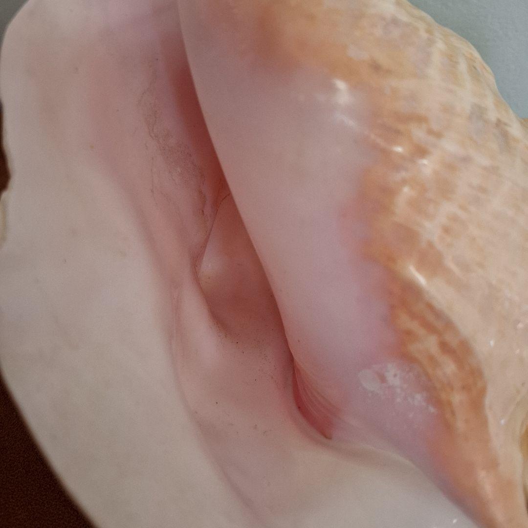 クイーンコンクシェル　巻き貝　カリブ海　有機質宝石の元　コンク貝