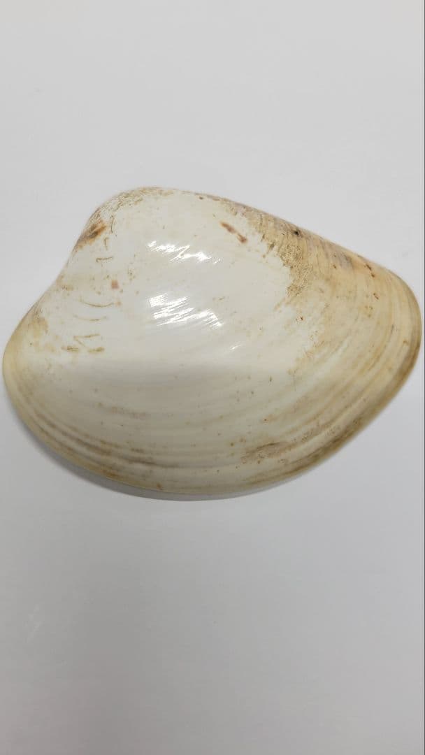 大きめ 江戸時代 貝合わせ 貝合せ 雛人形 蒔絵 ⑧金箔 源氏物語 郷土玩具