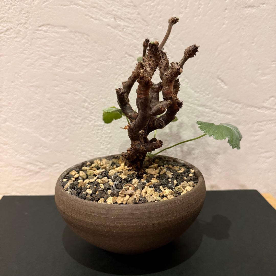 枝挿し 発根済み ペラルゴニウム ミラビレ