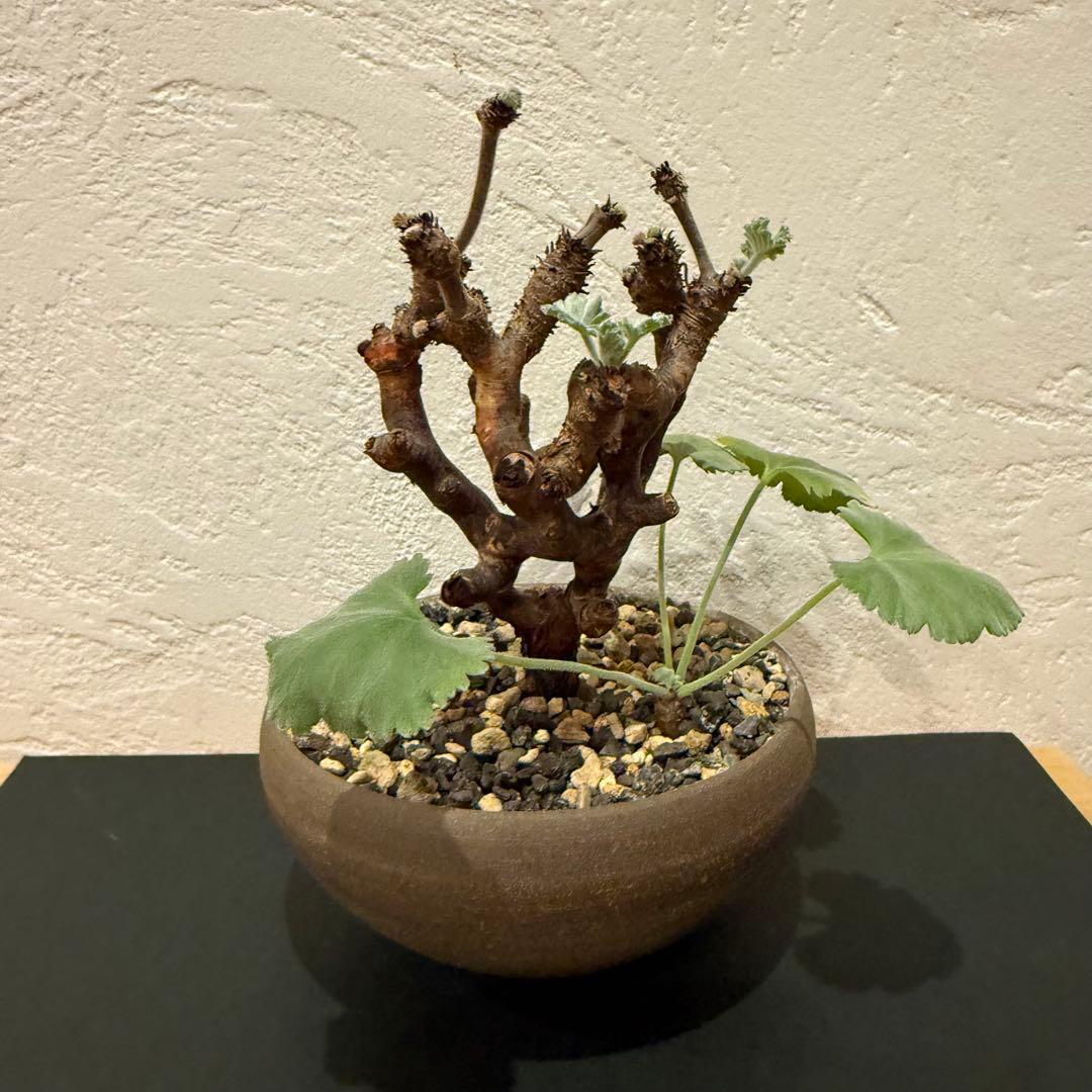 枝挿し 発根済み ペラルゴニウム ミラビレ