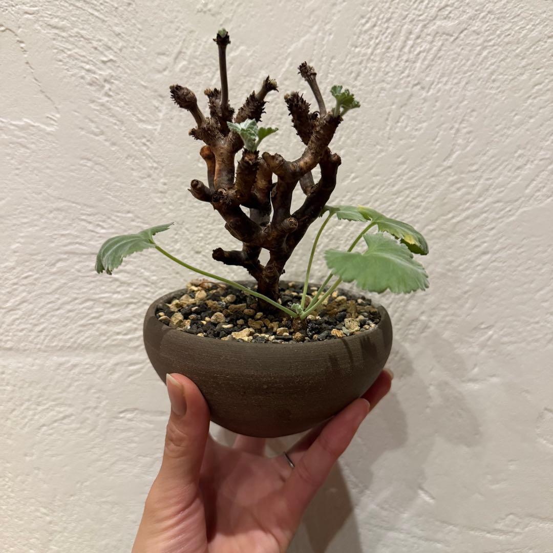 枝挿し 発根済み ペラルゴニウム ミラビレ