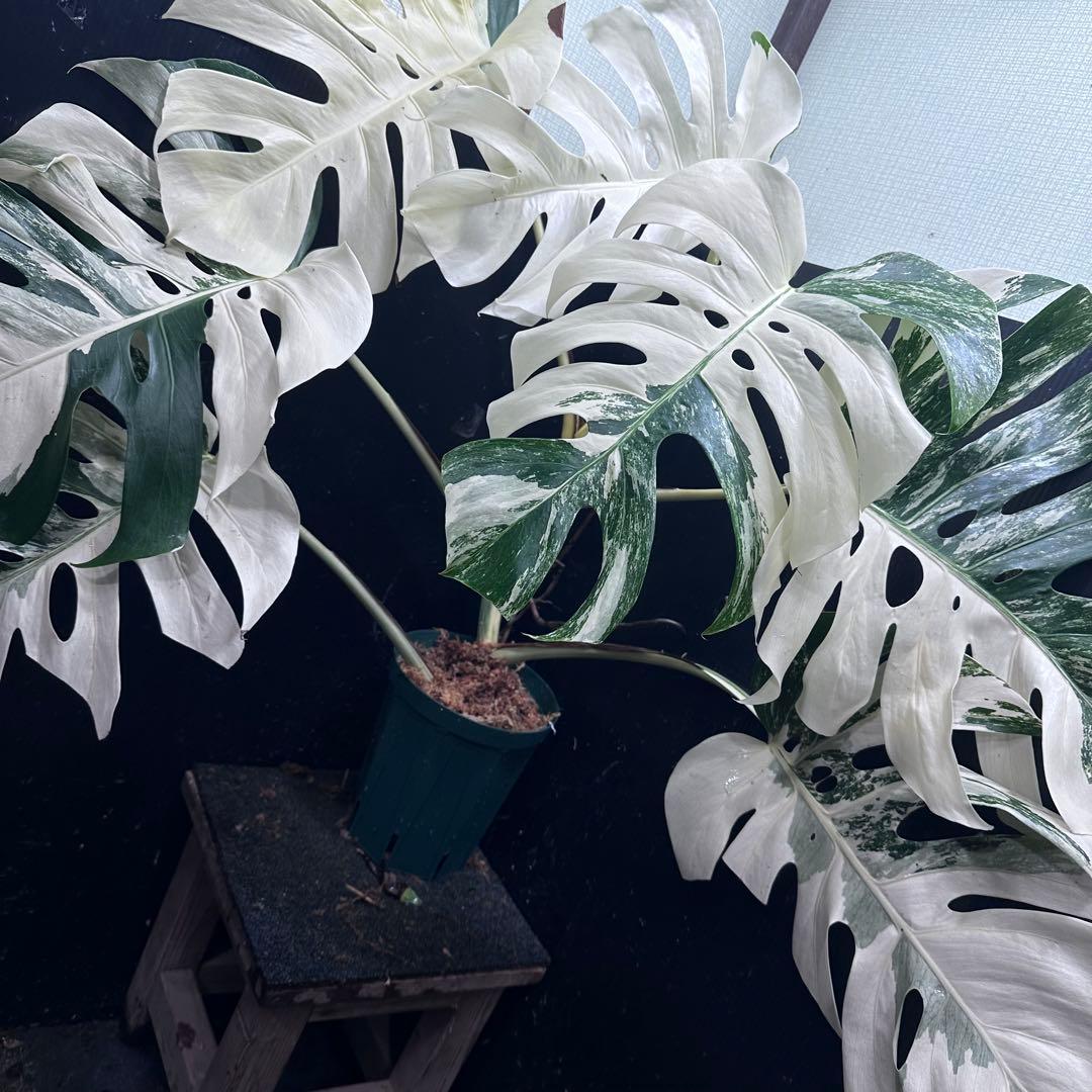 ま*ー様 斑入りモンステラ ホワイトタイガー極美大株73cm白斑多