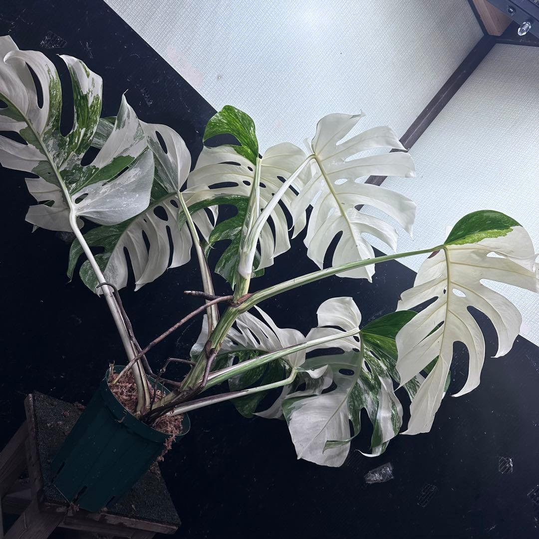 ま*ー様 斑入りモンステラ ホワイトタイガー極美大株73cm白斑多