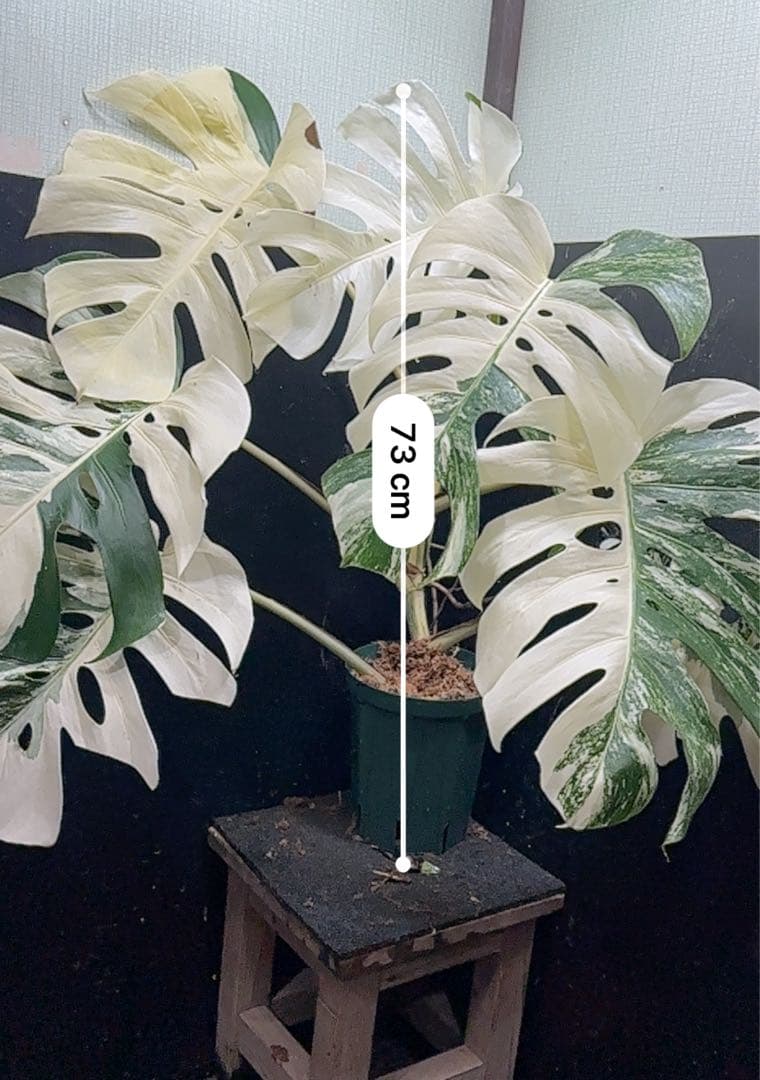 ま*ー様 斑入りモンステラ ホワイトタイガー極美大株73cm白斑多