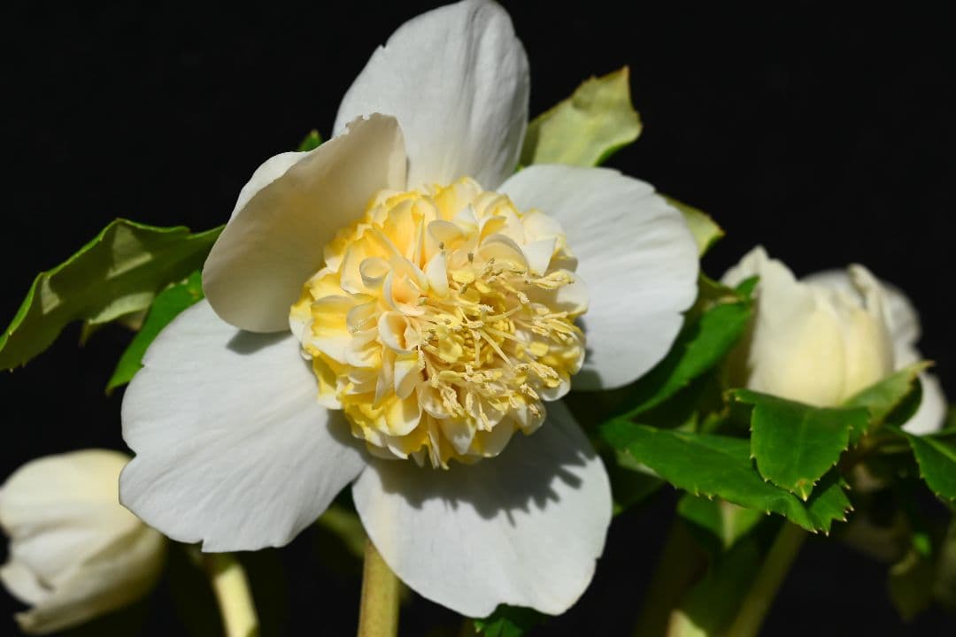 クリスマスローズ　認定ゴールドモーリー　加藤農園