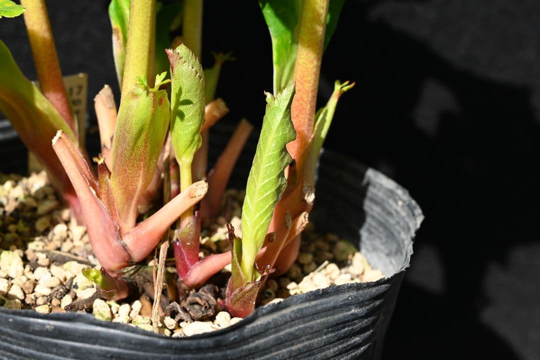 クリスマスローズ　認定ゴールドモーリー　加藤農園