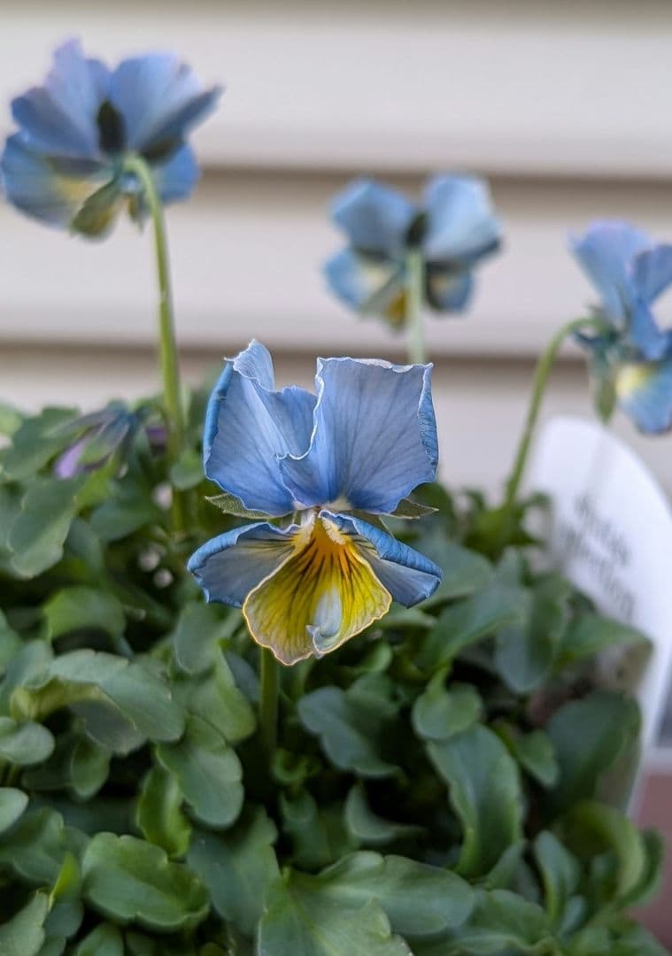 M*☆様 希少種 すみれ図鑑 1苗 新品種 パルプンテ 1苗 正規品ラベル付き