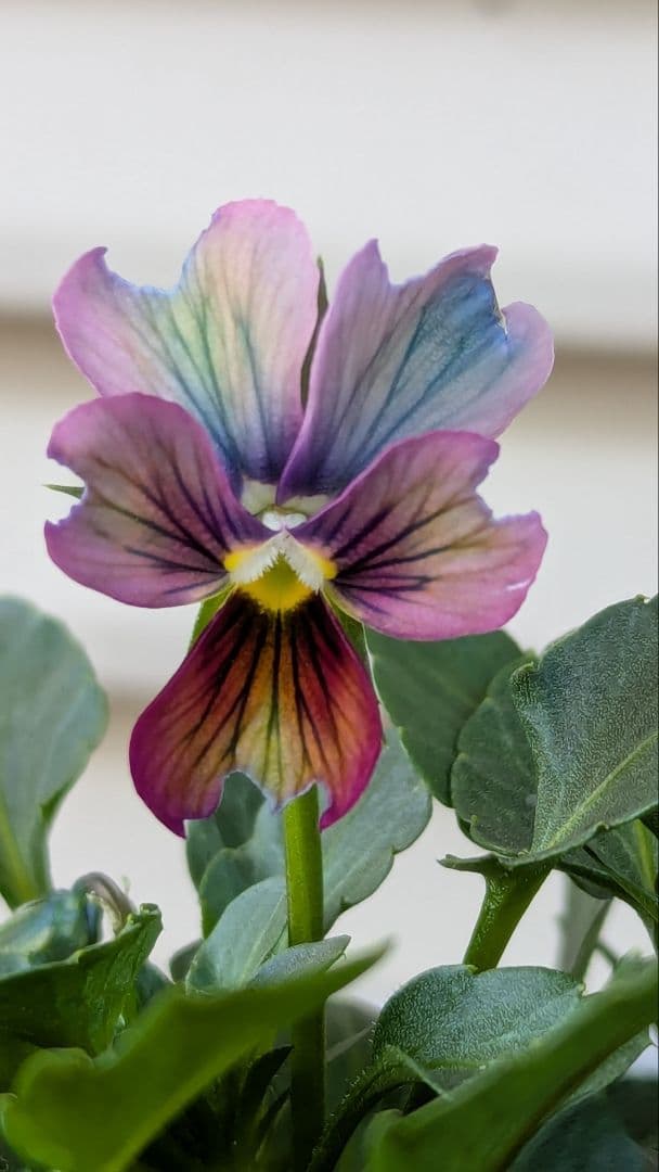 M*☆様 希少種 すみれ図鑑 1苗 新品種 パルプンテ 1苗 正規品ラベル付き