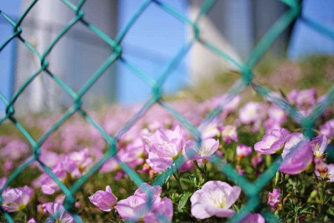 中古 Carl Zeiss Milvus 35mm F2 ニコンF 単焦点