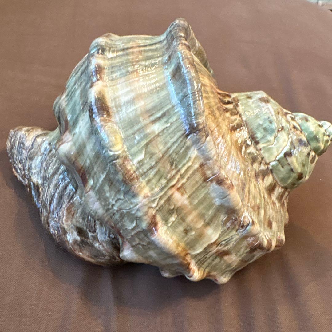 大きめの巻貝の置物