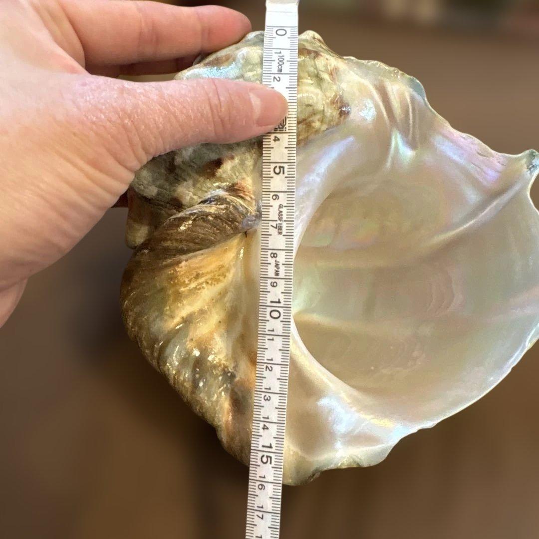 大きめの巻貝の置物