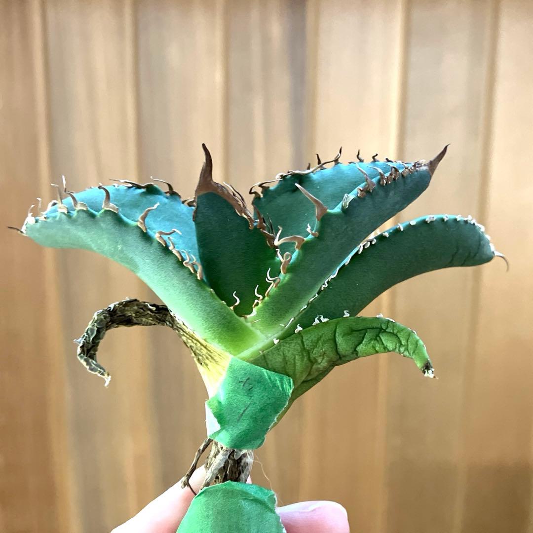 N*u様 【オークション】匿名配送　特大　アガべ　悪魔　TC 上澳園芸　悪魔くん