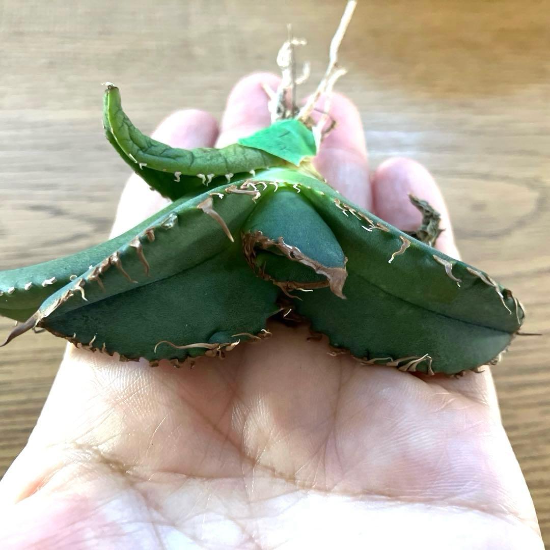 N*u様 【オークション】匿名配送　特大　アガべ　悪魔　TC 上澳園芸　悪魔くん