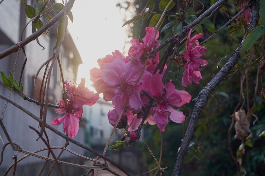 フレアが特徴 Meyer Primagon 35mm F4.5 M42改造