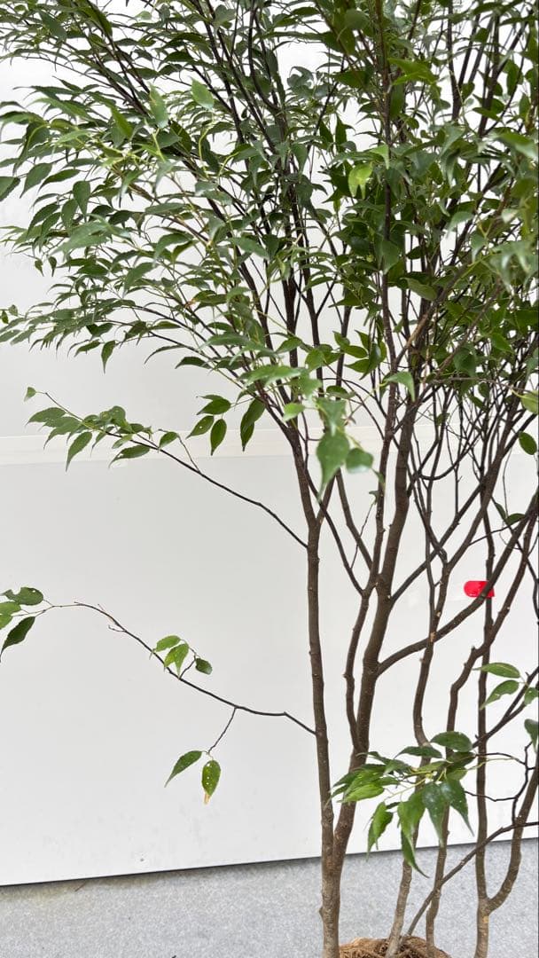 美しい樹形が魅力的 山採り ハイノキ 株立 702 樹高1.7m位 高級樹