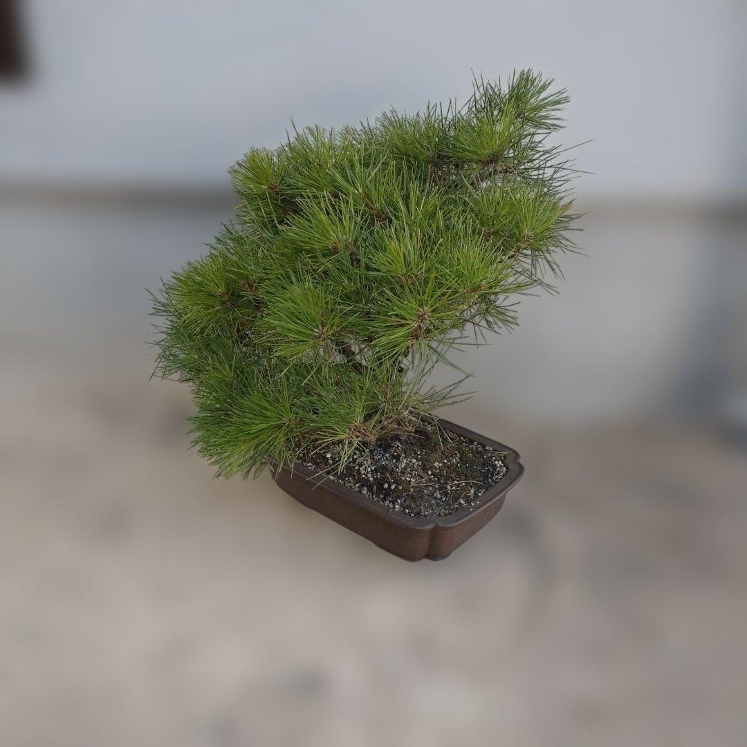 松　盆栽　2