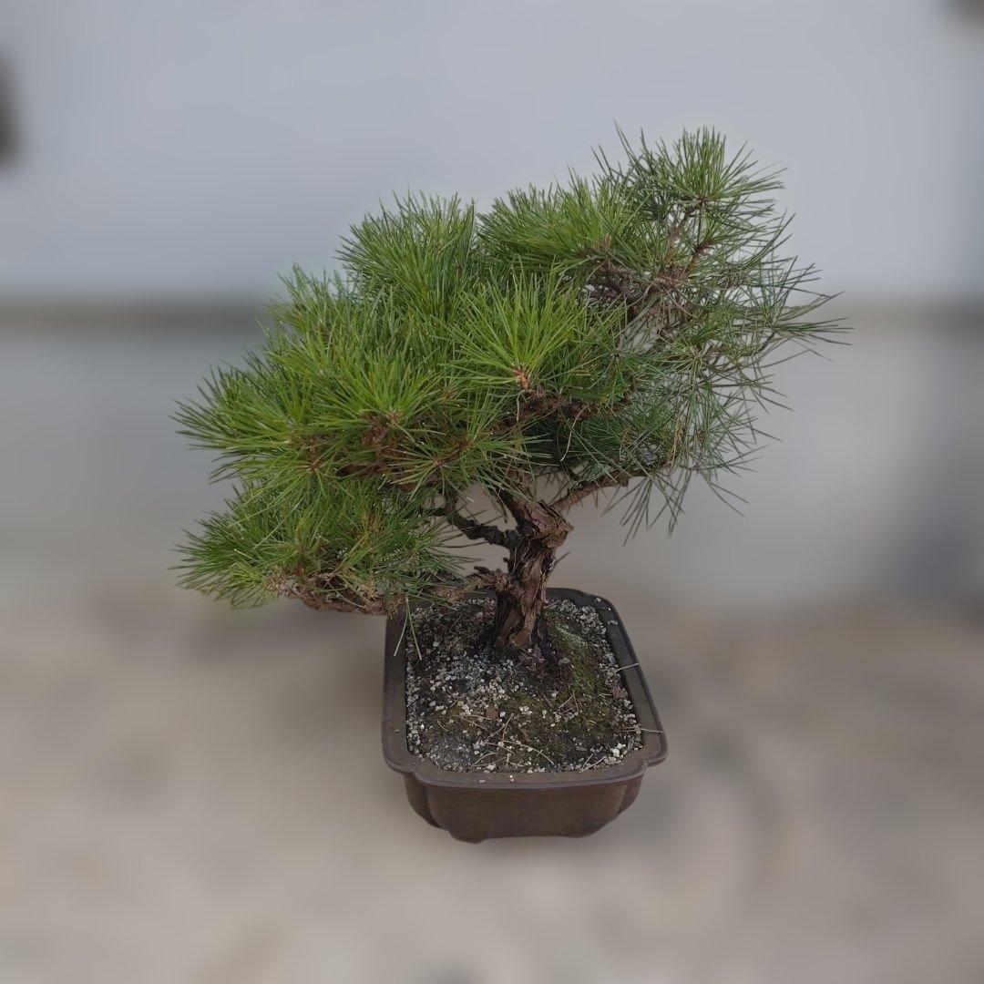松　盆栽　2
