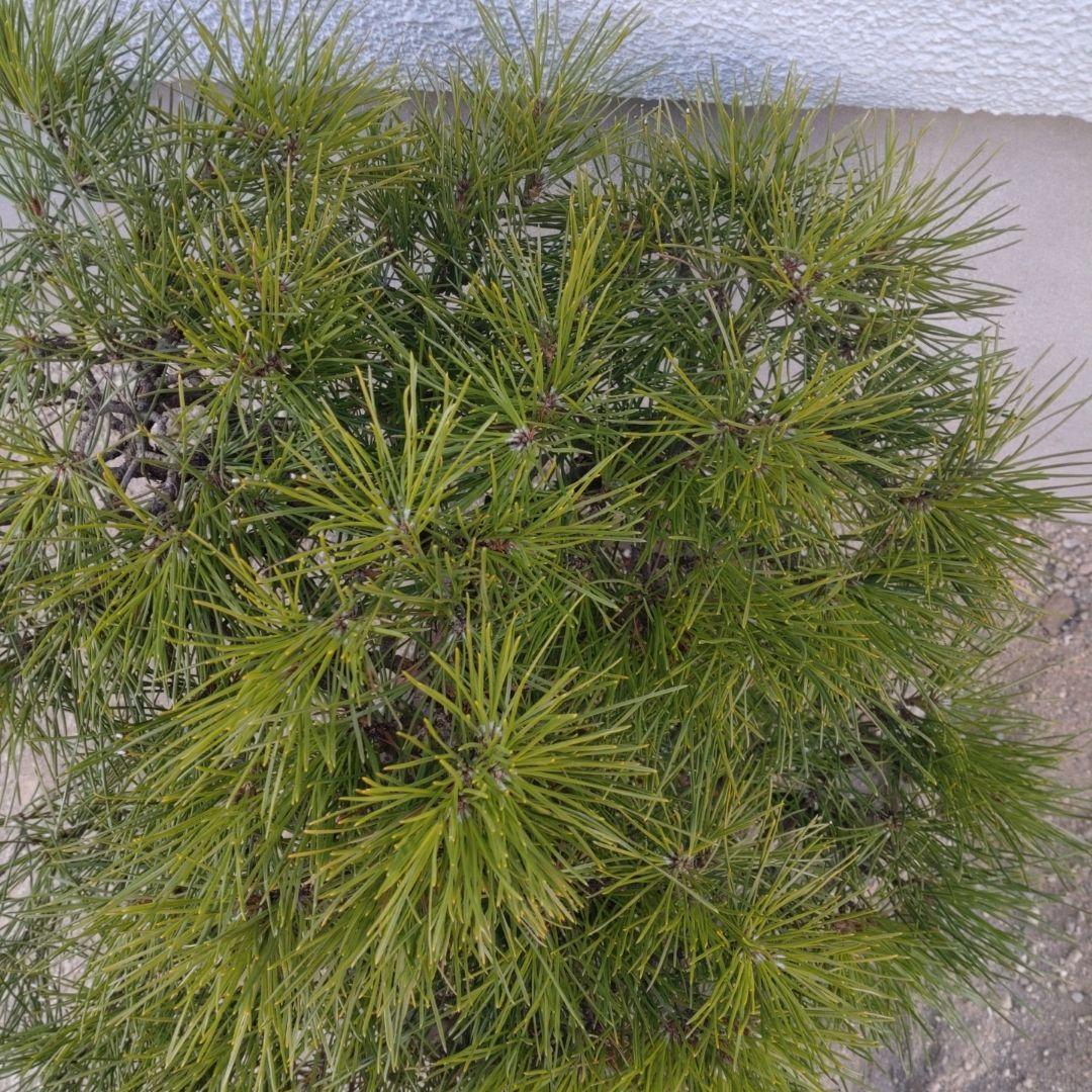 松　盆栽　2