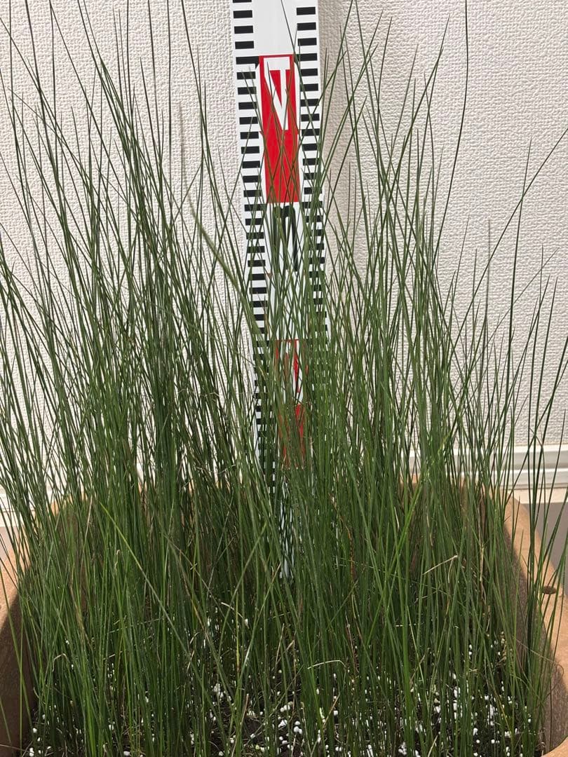 ★コスパ最強★超極上★クサントロエア・オーストラリス★120本