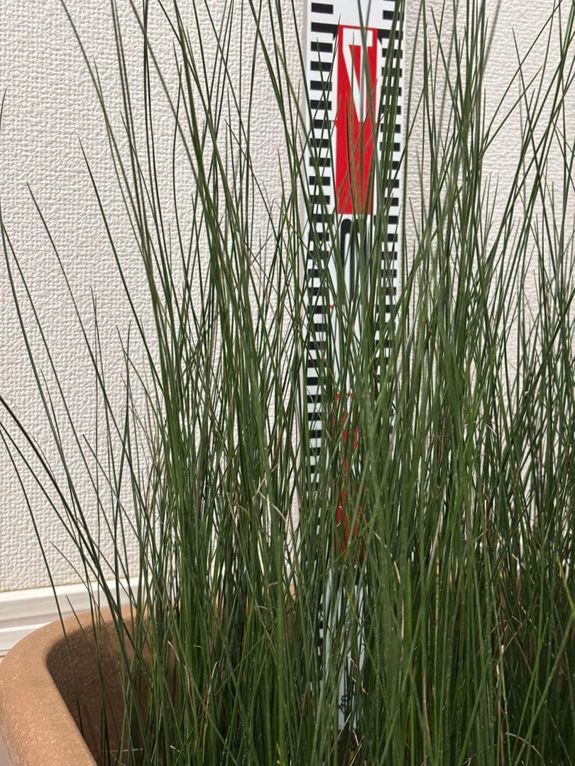 ★コスパ最強★超極上★クサントロエア・オーストラリス★120本