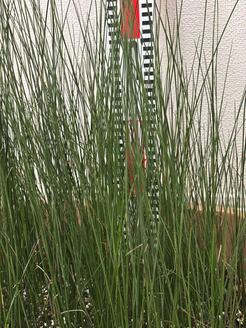 ★コスパ最強★超極上★クサントロエア・オーストラリス★120本