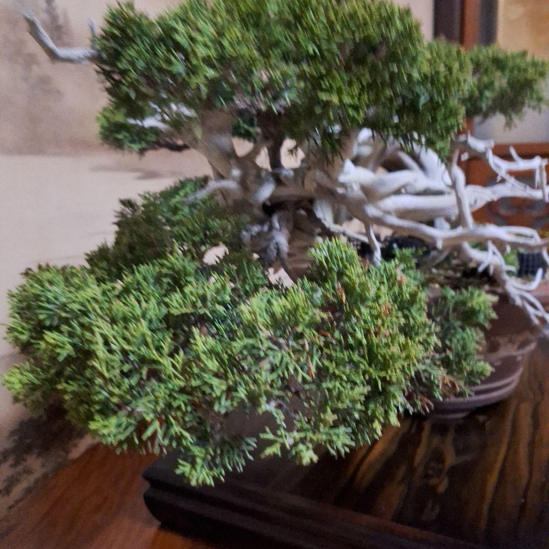 糸魚川真柏　創作盆栽　タヌキ　松　真柏