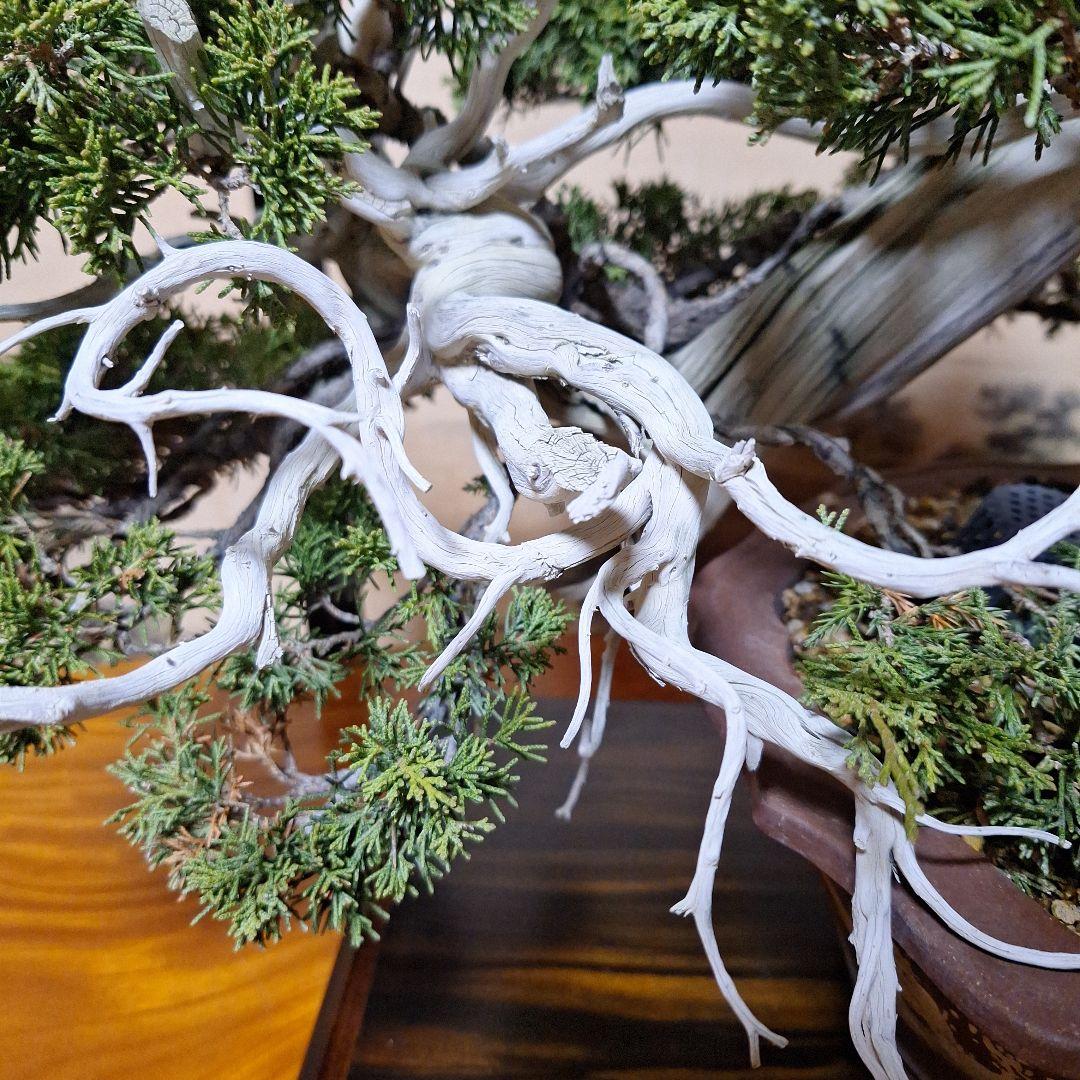 糸魚川真柏　創作盆栽　タヌキ　松　真柏