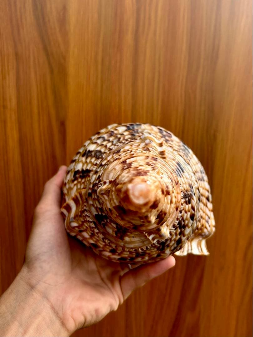 法螺貝　2個セット　(35.5cm 32.8cm)