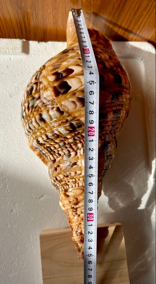 法螺貝　2個セット　(35.5cm 32.8cm)