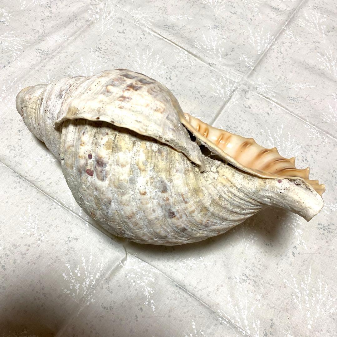 沖縄？ホラ貝 全長31cm 民俗資料 楽器用にも