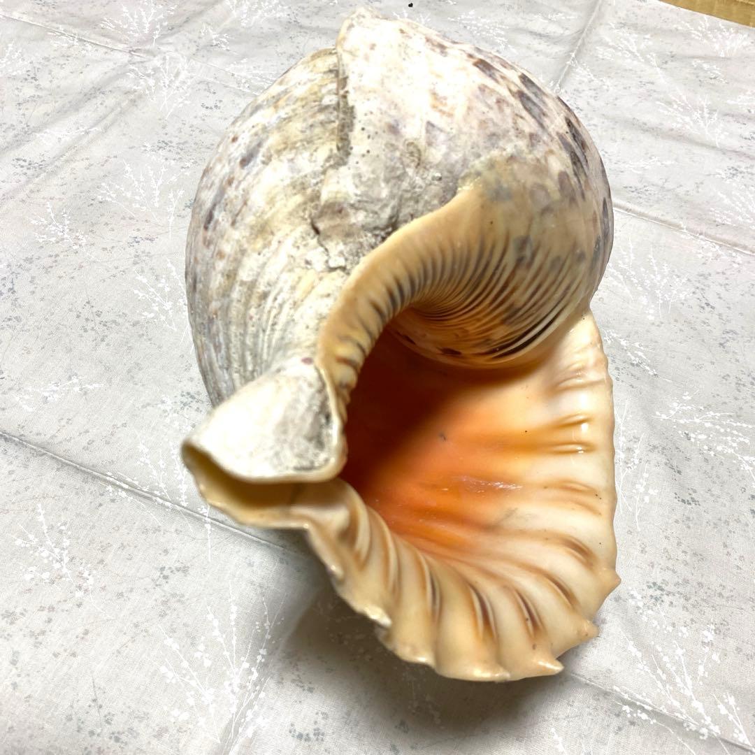 沖縄？ホラ貝 全長31cm 民俗資料 楽器用にも