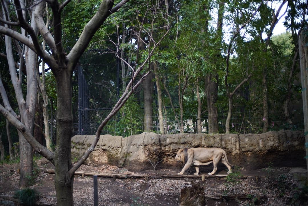 【動作確認済】Nikon Ai 50mm f1.4 初期保証&純正付属品付