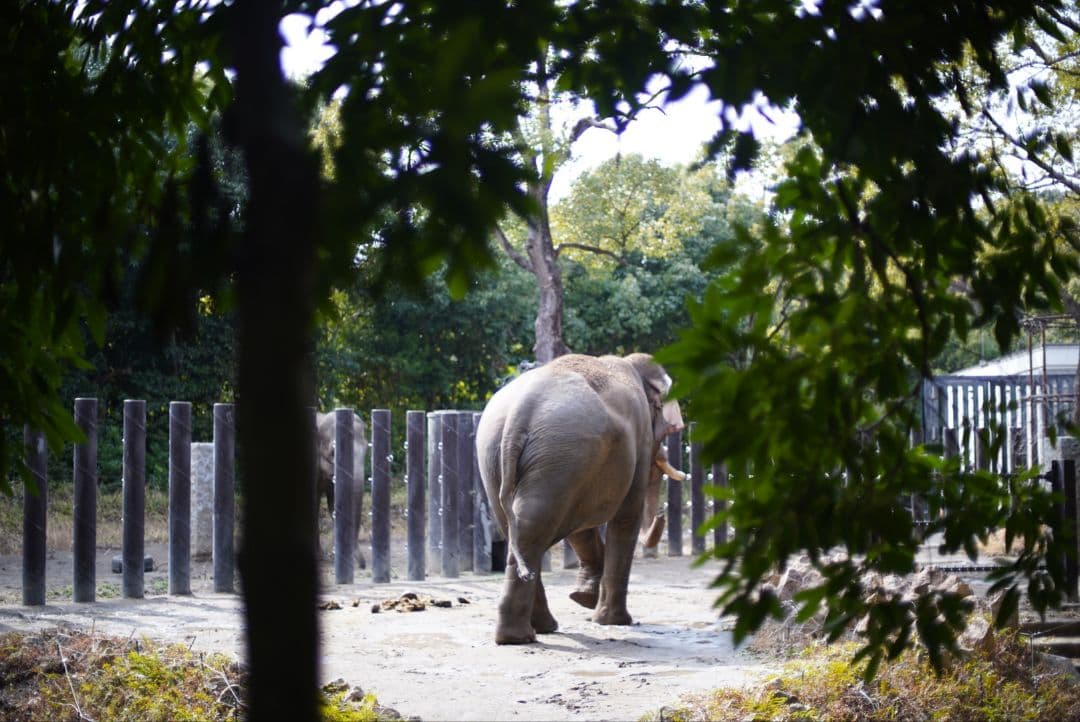 【動作確認済】Nikon Ai 50mm f1.4 初期保証&純正付属品付