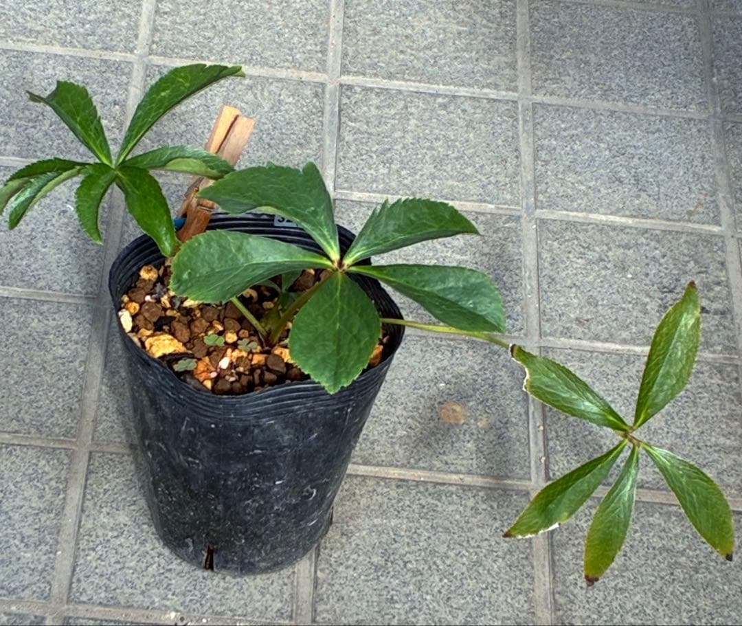 の*ん様 ☘️唯一無二☘️開花株❤️新芽しっかり元気株❤️3222⭐️SD⭐️ハ