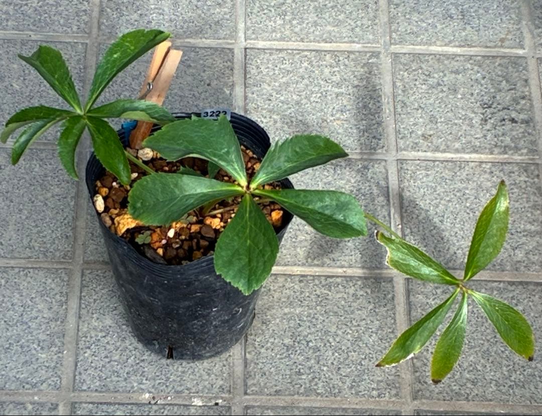 の*ん様 ☘️唯一無二☘️開花株❤️新芽しっかり元気株❤️3222⭐️SD⭐️ハ