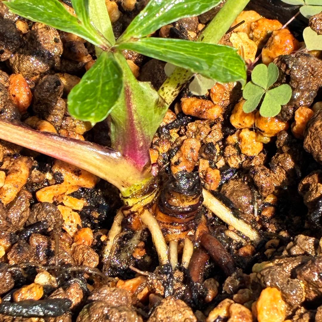 の*ん様 ☘️唯一無二☘️開花株❤️新芽しっかり元気株❤️3222⭐️SD⭐️ハ